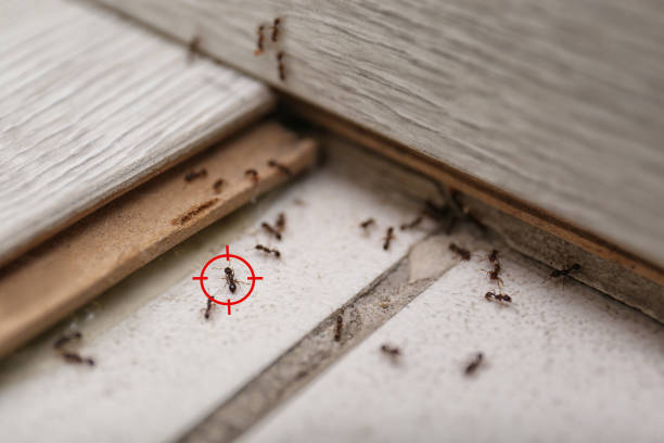 Best Pest Removal Services  in Hargill, TX